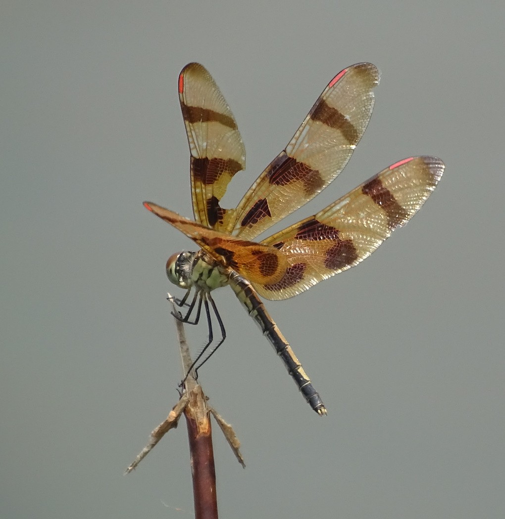 A Halloween pennant dragonfly (Celithemis eponina) perched on a plant stem