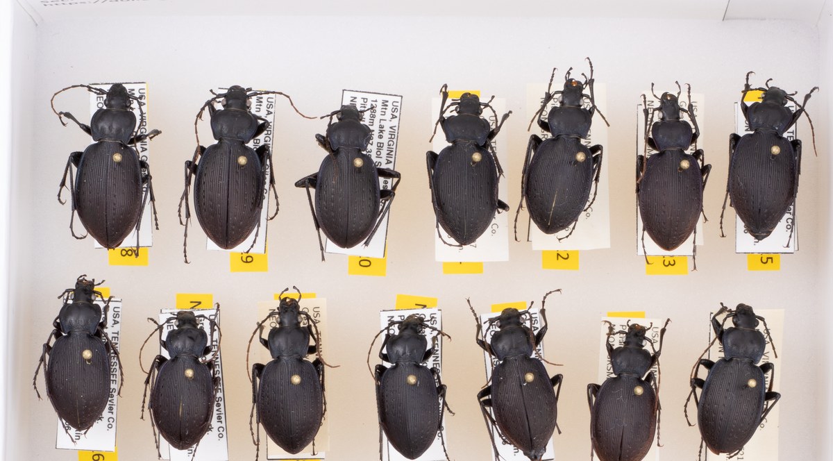 Drawer of pinned ground beetle (Carabus goryi) specimens imaged for a computer-vision body-size measurement pipeline