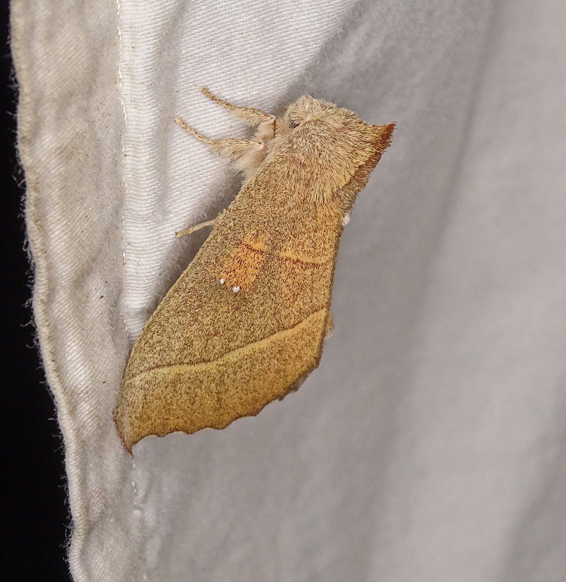 A White-dotted Prominent moth (Nadata gibbosa) resting on a light-trap sheet